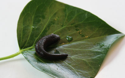 Medizinischer Blutegel Hirudo medicinalis